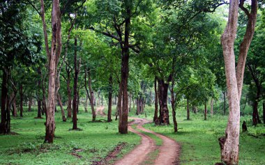 Kabini Orman Locası yakınlarındaki orman yolu, Karnataka, Hindistan.