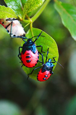 Erkek yüzlü böcek, Kokuşmuş böcek perileri, Euthyrhynchus floridanus,