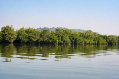 Dr. Salim Ali Kuş Sığınağı 'nın Mangrove Ormanı Chorao Goa