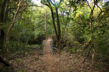 Anshi kaplan koruma alanındaki orman yolu. Karnataka, Hindistan