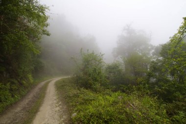 Deniz orkidesinde yol vahşi yaşam sığınağında