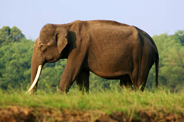 男性インディアンゾウ 象はカルナータカ州ナガホールで最大の指標を持っています — ストック写真