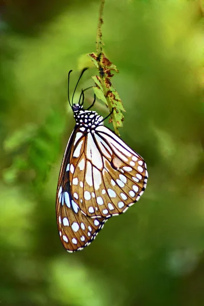 Niebieski Tygrys Motyl Tirumala Limniace Znaleziono Azji Południowej Azji Południowo — Zdjęcie stockowe