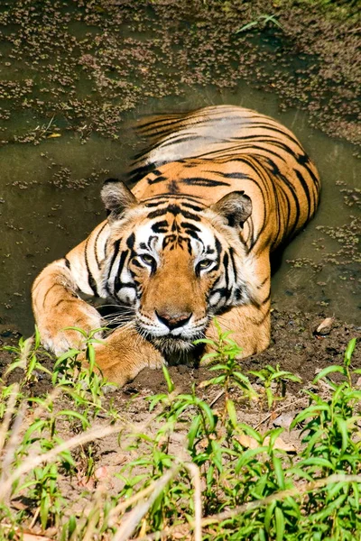 Tigre Repouso Reserva Tigre Kanha Madhya Presh Índia — Fotografia de Stock