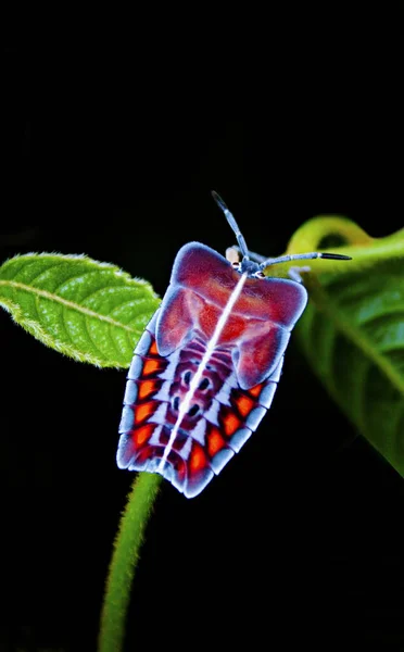 Tessaratomids Which Resemble Large Stink Bugs Colorful Amboli India — Stock Photo, Image