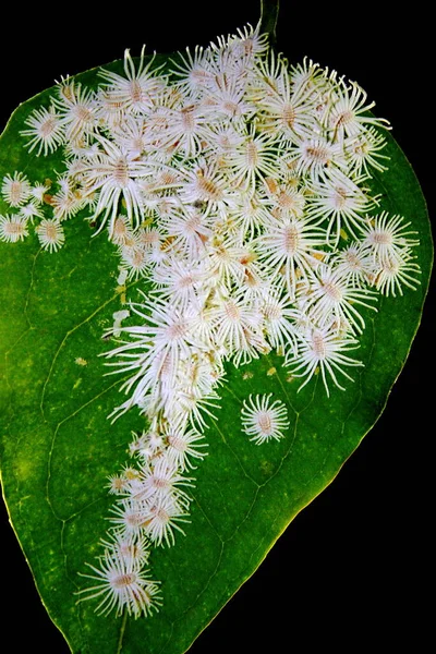Mealy Bug Colony Mealybugs Most Serious Pests Greenhouse Plants — Stock Photo, Image