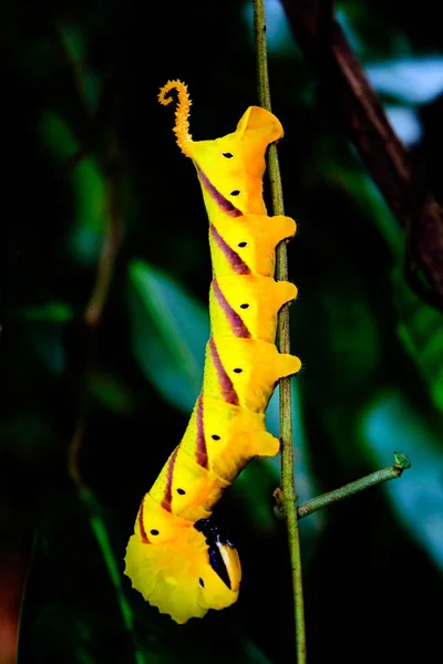 Гусениця Метелика Вистрілена Заповіднику Мадей Гоа — стокове фото