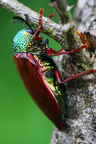 Buprestidae Ist Eine Familie Von Käfern Die Wegen Ihrer Glänzend — Stockfoto