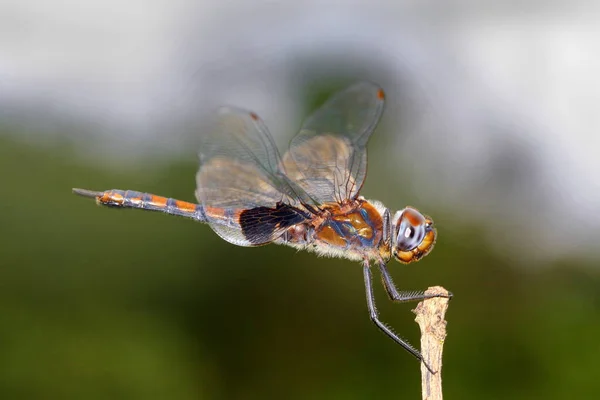 Dragonfly Vid Mhadei Wildlife Helgedom Goa Indien — Stockfoto