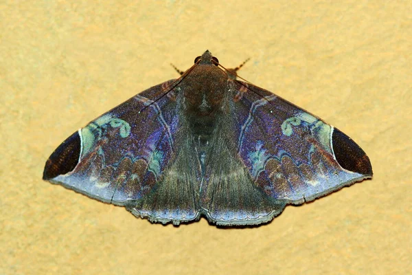 Moth Yeellow Background — Stock Photo, Image