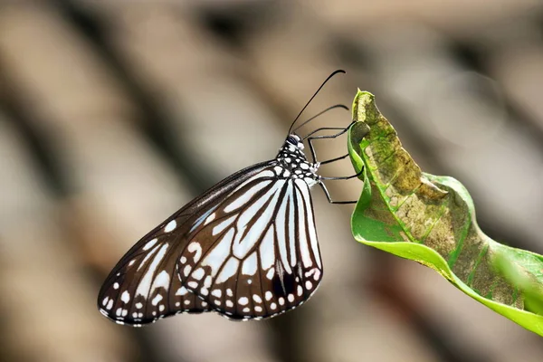 Mariposa Tigre Vidriosa Parantica Aglea India — Foto de Stock
