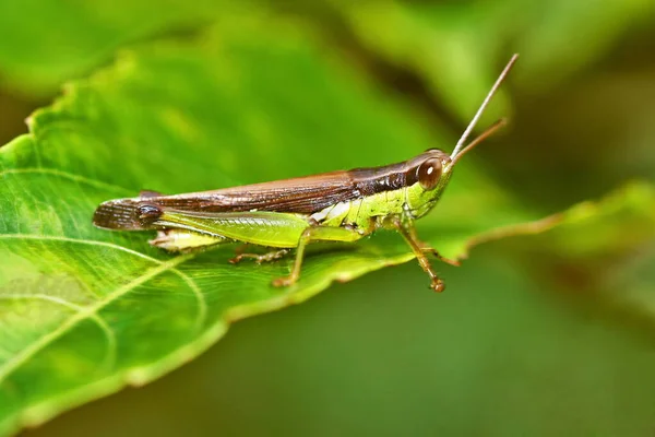 Acrididae または短角のバッタは バッタの主な家族です — ストック写真