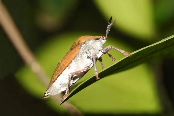 Kahverengi Kokulu Böcek Halyomorpha Halys — Stok fotoğraf