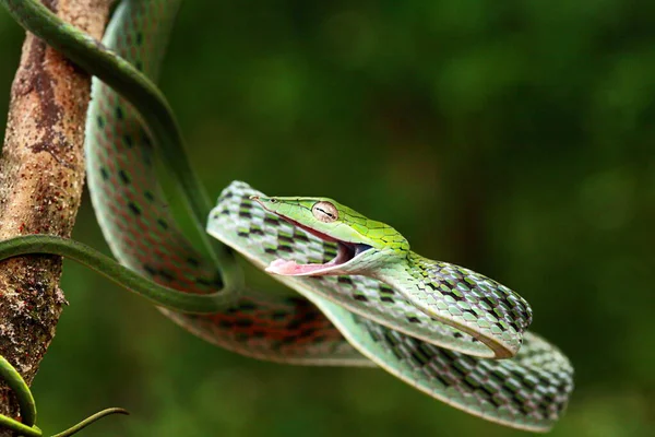 Serpiente Común Vid Ahaetulla Nasuta Ligeramente Venenosa Común —  Fotos de Stock