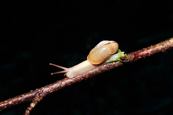 森林蜗牛 Monachoides Incarnatus 是一种呼吸空气的陆地蜗牛 — 图库照片