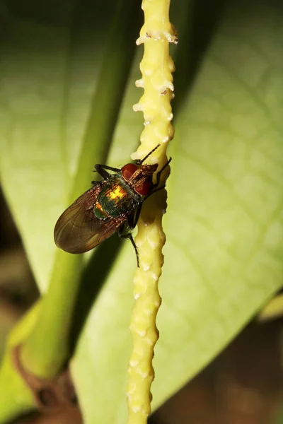 Stomorhina Lunata Species Fly Family Calliphoridae Often Misidentified Because Unusual — Stock Photo, Image