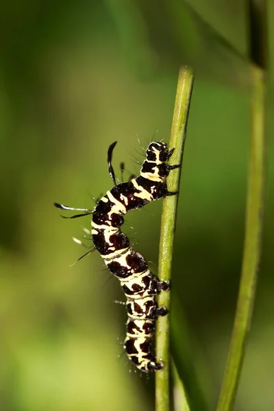 蝴蝶毛毛虫 幼虫或毛毛虫是多腿的 吃植物叶子 虽然大多数毛毛虫是食草动物 但也有少数种类吃昆虫 — 图库照片