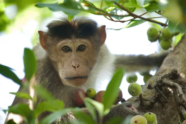 Bonete Macaco Pantalla Amenaza — Foto de Stock