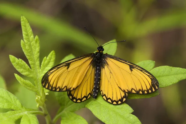 Himalayas Gula Koster Fjärilar Acraea Issoria — Stockfoto