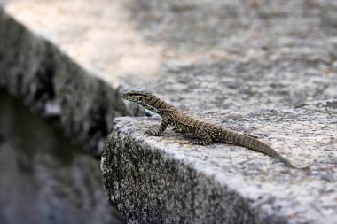 Kertenkele, Varanus albigularis, Odisha, Hindistan