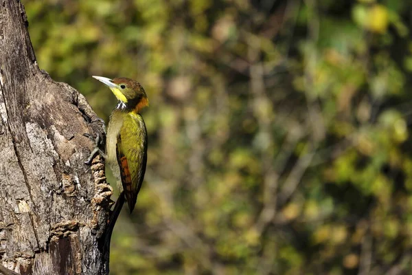 Pájaro Carpintero Nuca Amarilla Mayor Picus Flavinucha — Foto de Stock