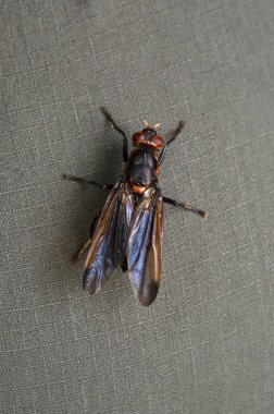 Arı sineği taklidi, Syrphidae, Satara, Maharashtra, Hindistan