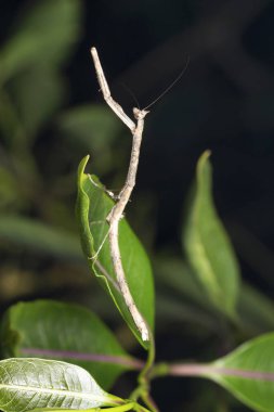 Yetişkin çubuğu mimik peygamberdevesi, Deiphobe infuscata, Satara, Maharashtra, Hindistan
