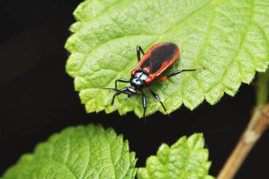 Red-black assasin bug, Zelus longipes, Satara, Maharashtra, India clipart