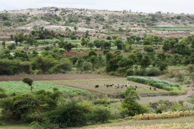 Shepard Padali, Maharashtra, Hindistan 'daki otlaklarda sığırlarına bakıyor.