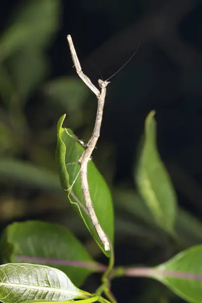 Adult Stick Mimic Mantis Deiphobe Infuscata Satara Maharashtra India — Stock Photo, Image