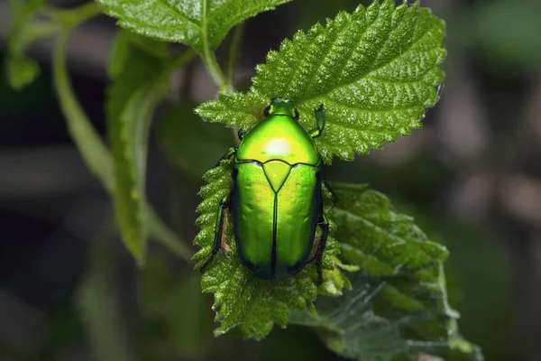 Dorsal Escarabajo Metálico Cetonia Aurata Satara Maharashtra India — Foto de Stock
