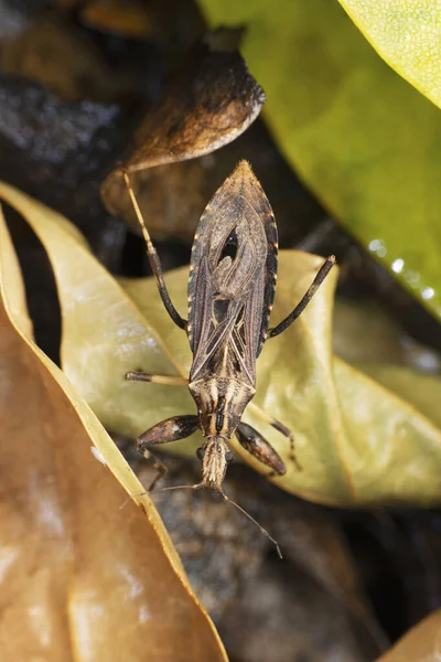 Assasin Bug Rhod Prolixus Satara Maharashtra India Стоковая Картинка
