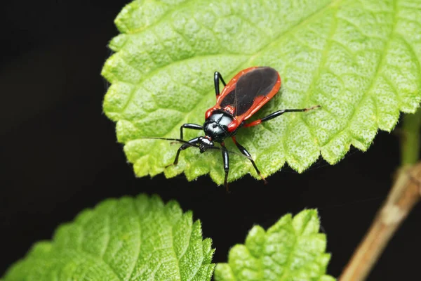 Red Black Assasin Bug Zelus Longipes Satara Maharashtra India Стоковое Изображение