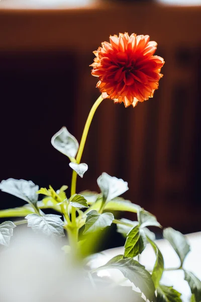 Sol Está Golpeando Flor Naranja — Foto de Stock