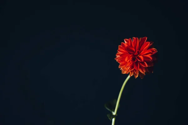 Orange flower pops out and empty space