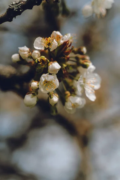 Kwiaty Wiśni Zielone Tło — Zdjęcie stockowe