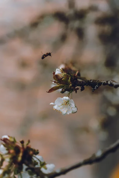 Pszczoła Locie Kwiat Wiśni — Zdjęcie stockowe