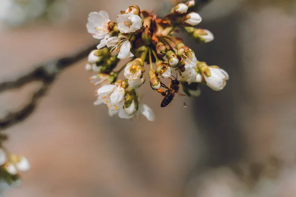 Une Abeille Domestique Une Fleur Cerisier — Photo