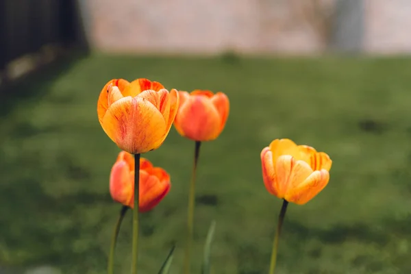 Tulipes Multi Cordes Avec Fond Flou — Photo