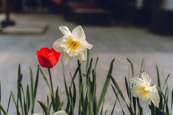 Нарциссы Красный Тюльпан — стоковое фото