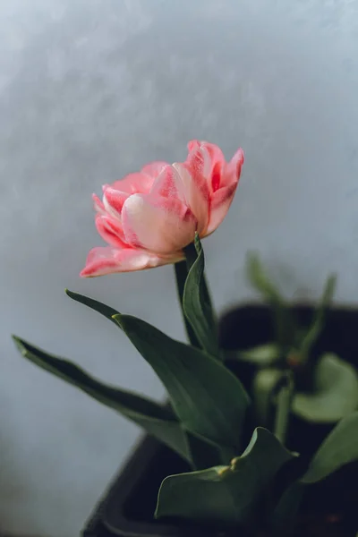 Une Seule Tulipe Dans Pot — Photo