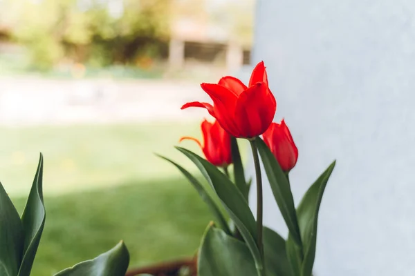 Focus Sur Les Tulipes Rouges — Photo