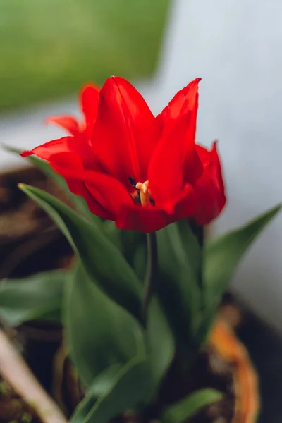 Close Red Tulip — стоковое фото
