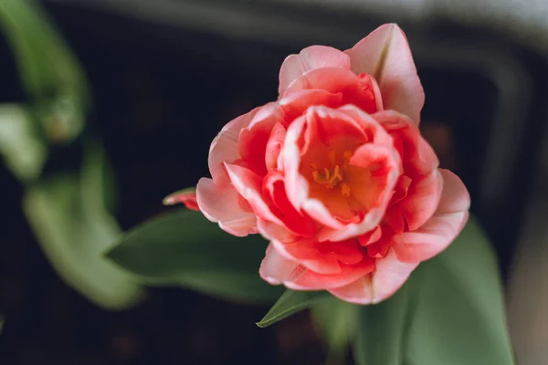 Gros Plan Sur Une Tulipe Rose — Photo