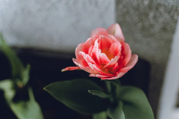 Gros Plan Sur Une Tulipe Rose — Photo