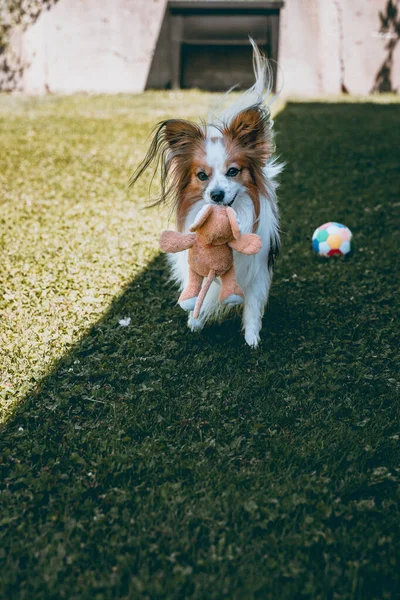 裏庭で遊んでる犬 — ストック写真