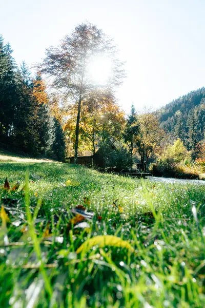 stock image Bright sunlight filters through the colorful leaves of trees situated alongside a gentle river. The grass is lush and green, dotted with fallen leaves, creating a vibrant scene of nature in early morning light. The surrounding mountains provide a stu