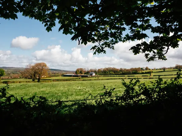 stock image A vast expanse of lush green fields stretches across the countryside, dotted with trees displaying vibrant fall colors. Underneath a bright blue sky adorned with fluffy white clouds, the serene landscape radiates tranquility and natural beauty.