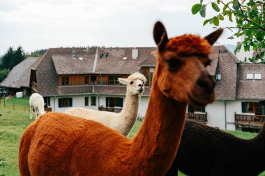 A group of alpacas enjoys a tranquil moment in a verdant pasture while a rustic lodge stands gracefully in the background, under a soft, overcast sky. clipart