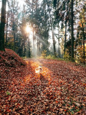 A golden retriever strolls along a forest trail illuminated by sunlight, surrounded by colorful autumn leaves and tall trees during a peaceful fall day. clipart